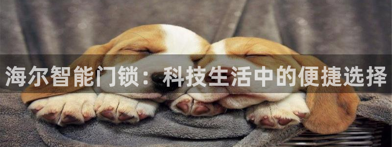 金帆年会2019：海尔智能门锁：科技生活中的便捷选择